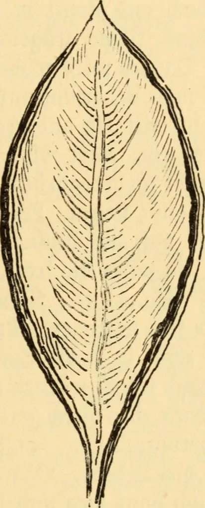 An illustration from Katechismus der Liebhaberkünste, 1896, leaf 110