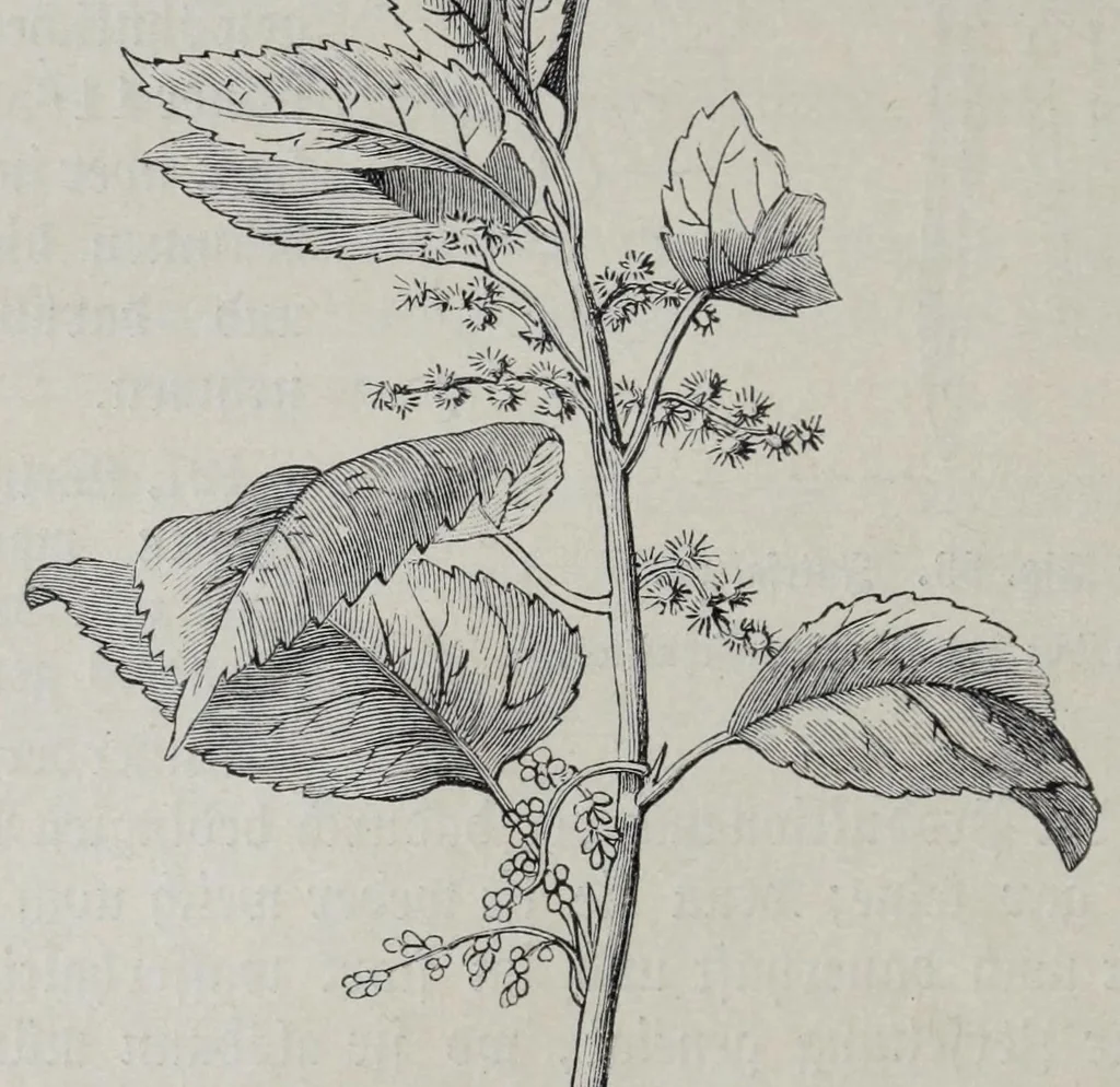 An illustration from Katechismus der Spinnerei, Weberei und Appretur, oder, Lehre von der mechanischen Verarbeitung der Gegespinstfasern, 1890, leaf 68