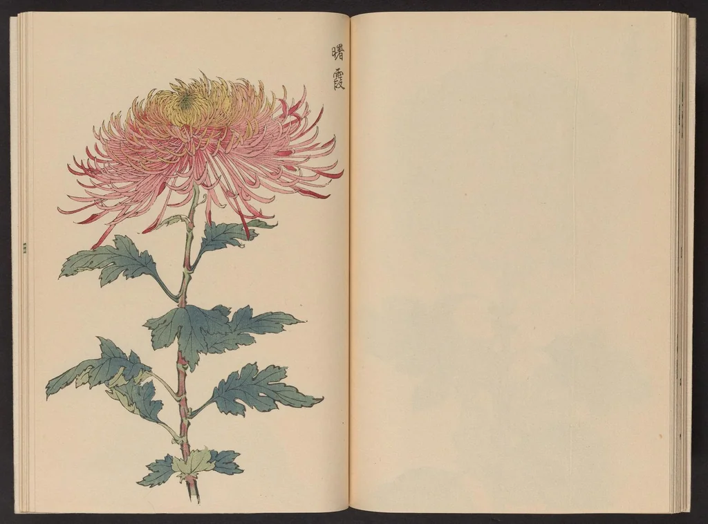 An illustration from Keika hyakugiku, 1893, leaf 19