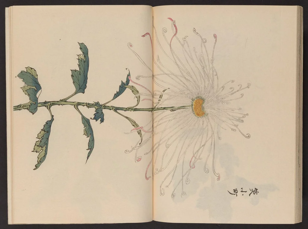 An illustration from Keika hyakugiku, 1893, leaf 24