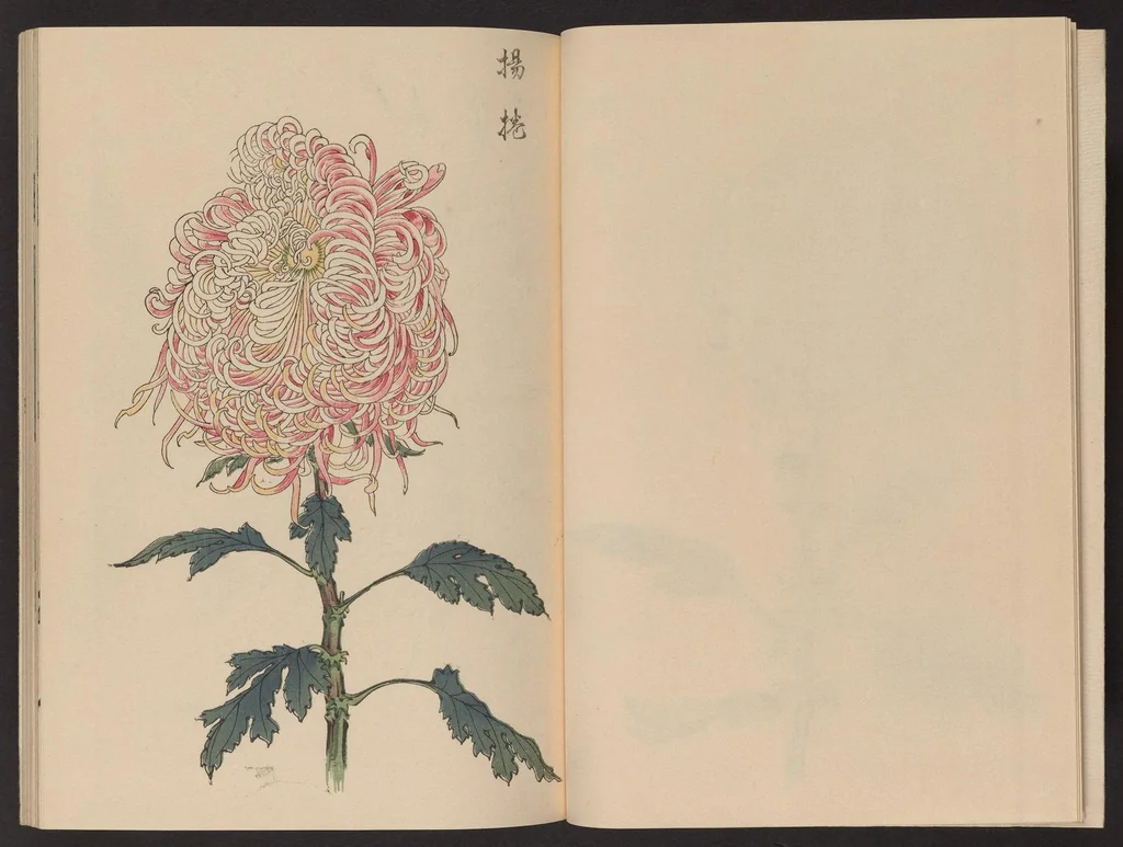 An illustration from Keika hyakugiku, 1893, leaf 6