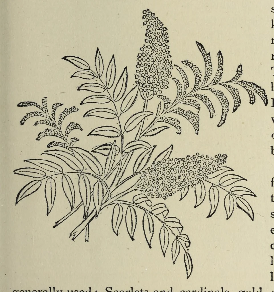 An illustration from Kensington embroidery and the colors of flowers : a complete guide to art needlework, 1884, leaf 27