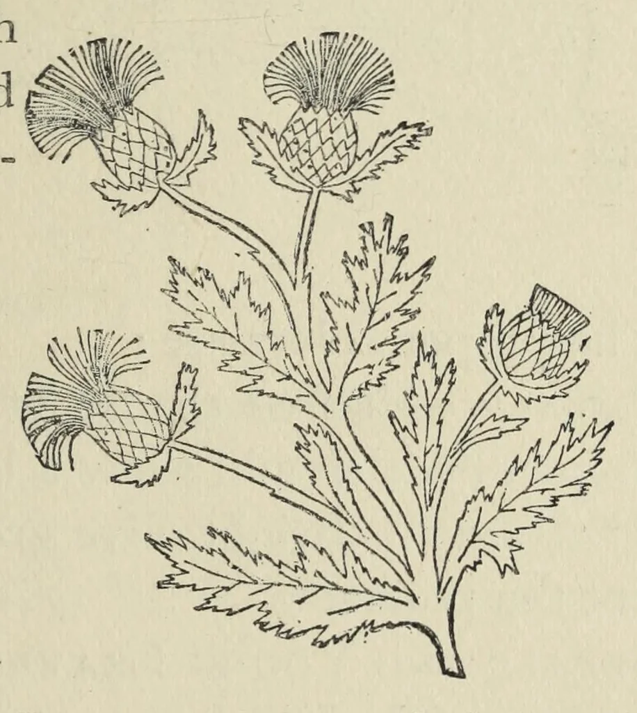 An illustration from Kensington embroidery and the colors of flowers : a complete guide to art needlework, 1884, leaf 29
