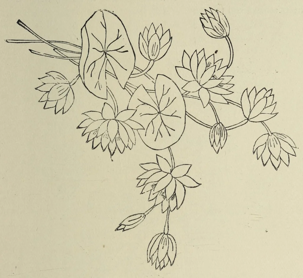 An illustration from Kensington embroidery and the colors of flowers : a complete guide to art needlework, 1884, leaf 33
