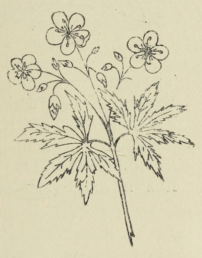 An illustration from Kensington embroidery and the colors of flowers : a complete guide to art needlework, 1884, leaf 37