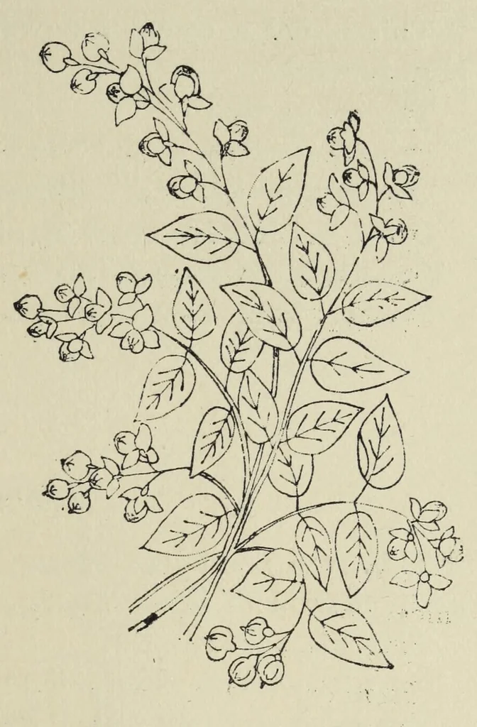 An illustration from Kensington embroidery and the colors of flowers : a complete guide to art needlework, 1884, leaf 51