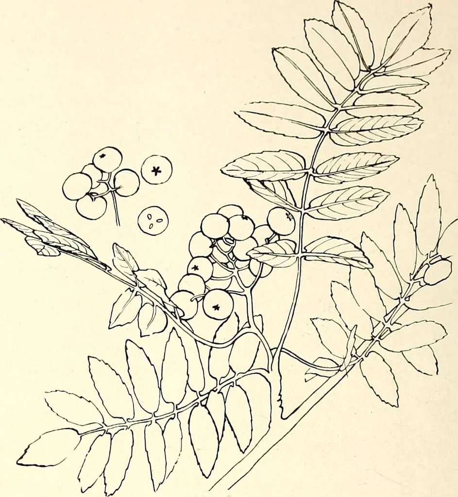 An illustration from Keramic studio, 1899, leaf 151