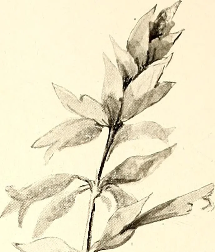 An illustration from Keramic studio, 1899, leaf 179