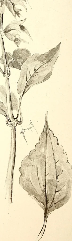 An illustration from Keramic studio, 1899, leaf 179