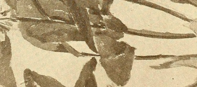 An illustration from Keramic studio, 1899, leaf 20