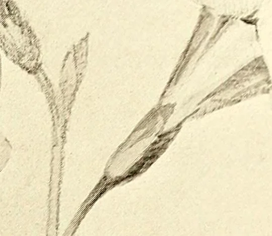 An illustration from Keramic studio, 1899, leaf 250