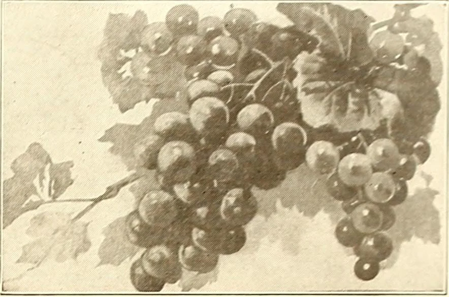 An illustration from Keramic studio, 1899, leaf 362