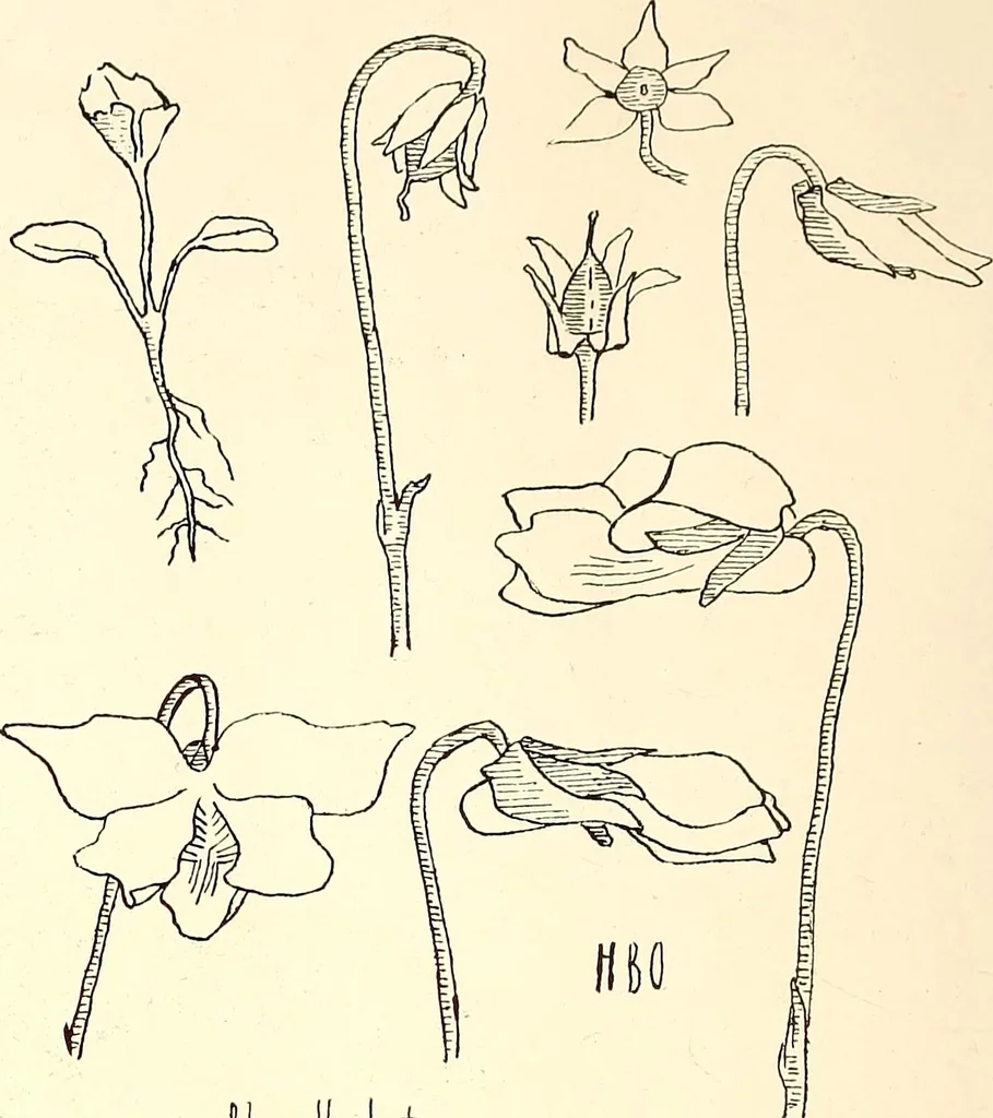 An illustration from Keramic studio, 1899, leaf 53
