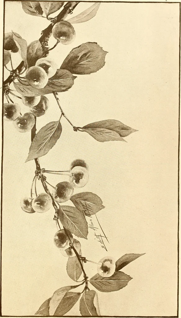 An illustration from Keramic studio, 1899, leaf 76