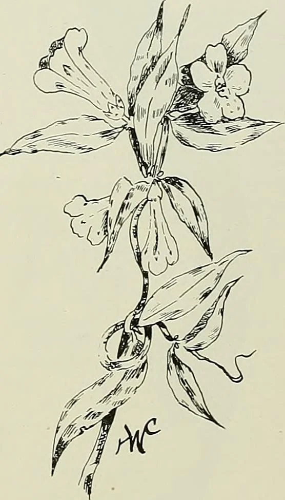 An illustration from Keramic studio, 1899, leaf 106