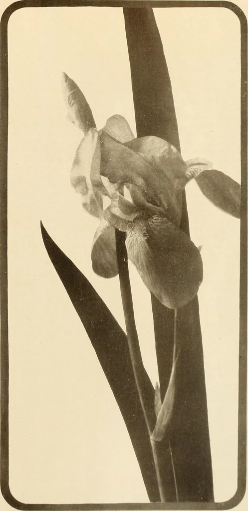 An illustration from Keramic studio, 1899, leaf 14
