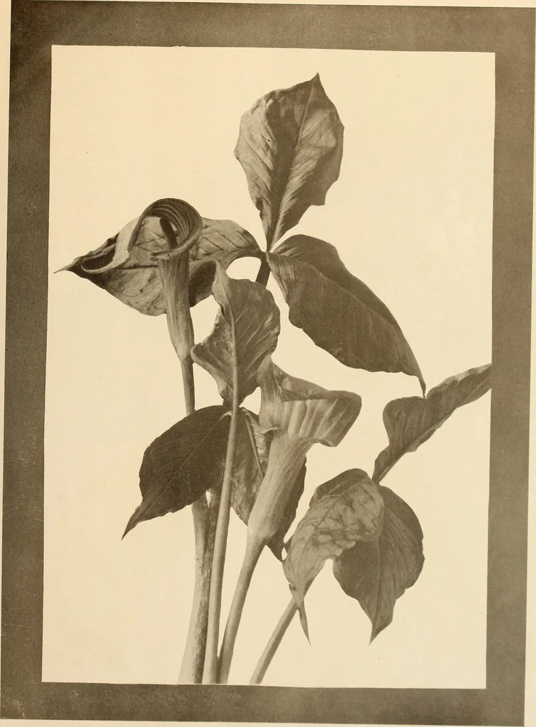 An illustration from Keramic studio, 1899, leaf 16