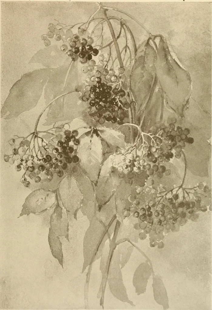An illustration from Keramic studio, 1899, leaf 186