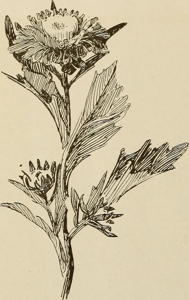 An illustration from Keramic studio, 1899, leaf 249