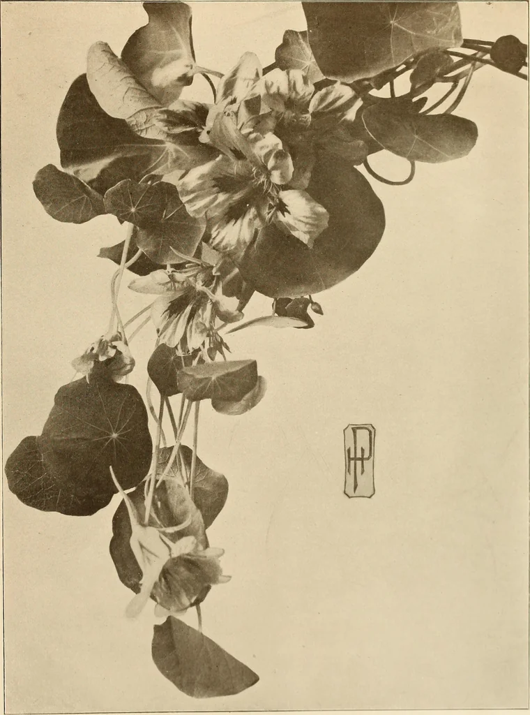 An illustration from Keramic studio, 1899, leaf 316