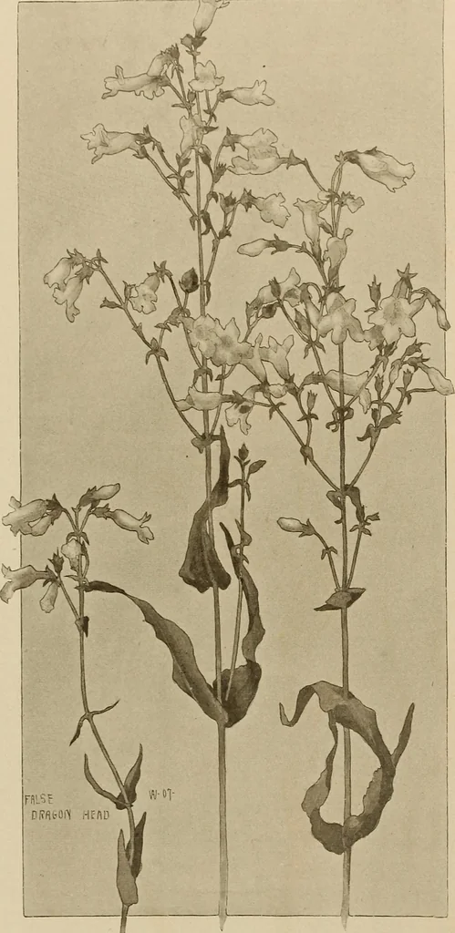 An illustration from Keramic studio, 1899, leaf 83