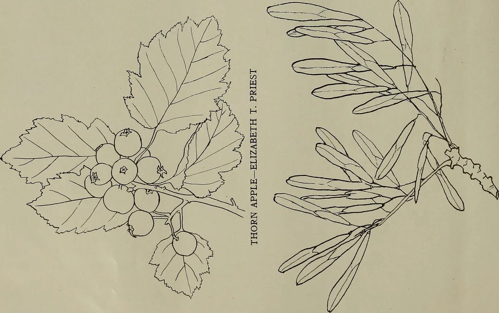 An illustration from Keramic studio, 1899, leaf 113