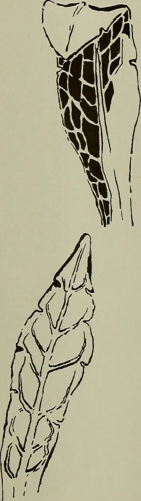 An illustration from Keramic studio, 1899, leaf 114