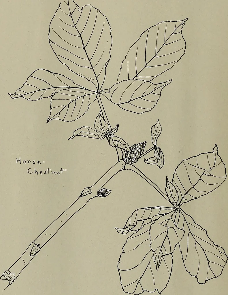 An illustration from Keramic studio, 1899, leaf 115