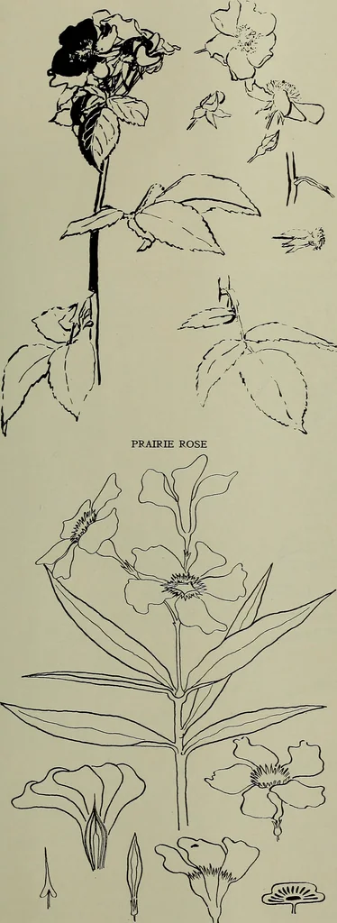 An illustration from Keramic studio, 1899, leaf 144