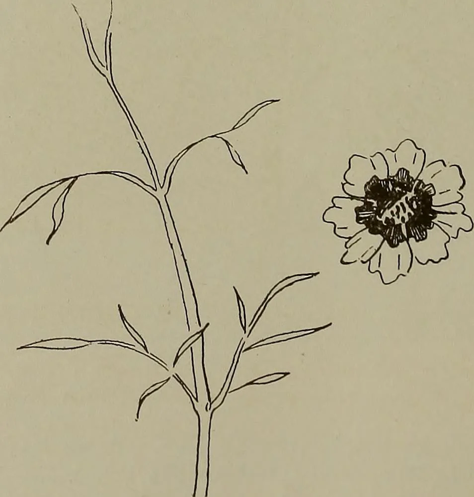 An illustration from Keramic studio, 1899, leaf 241