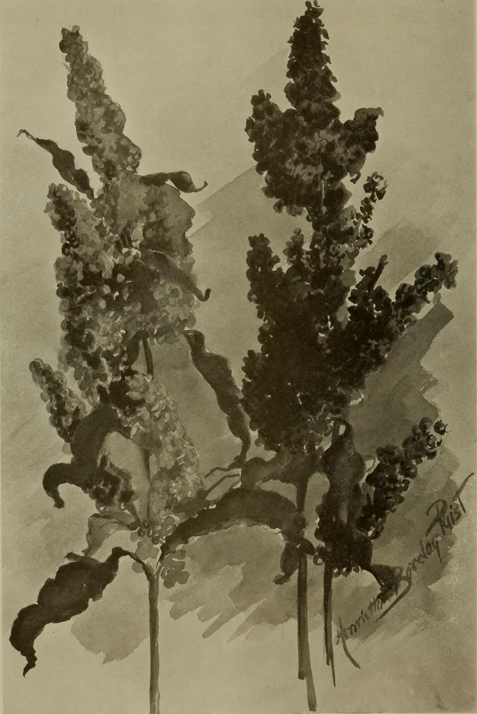 An illustration from Keramic studio, 1899, leaf 247