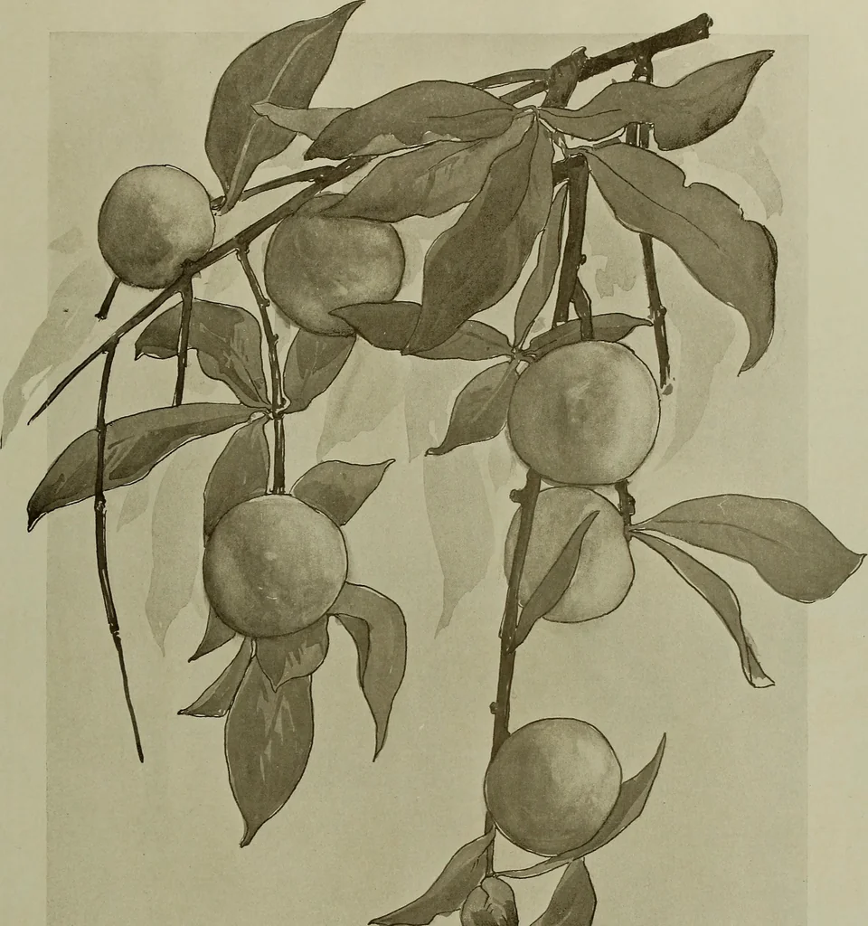 An illustration from Keramic studio, 1899, leaf 306
