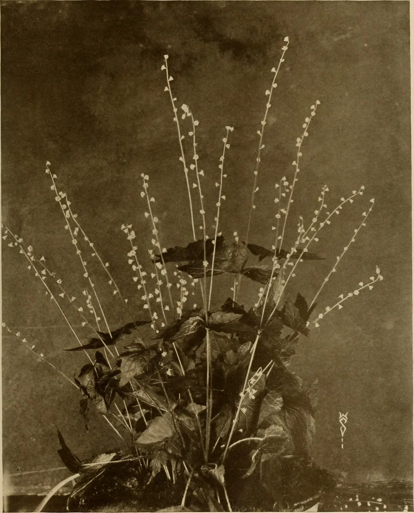 An illustration from Keramic studio, 1899, leaf 152