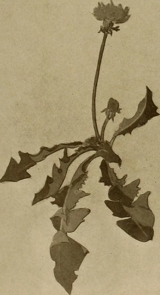 An illustration from Keramic studio, 1899, leaf 156