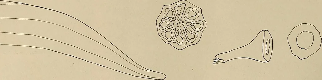 An illustration from Keramic studio, 1899, leaf 255
