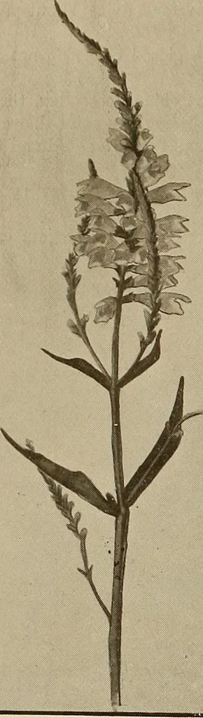 An illustration from Keramic studio, 1899, leaf 265
