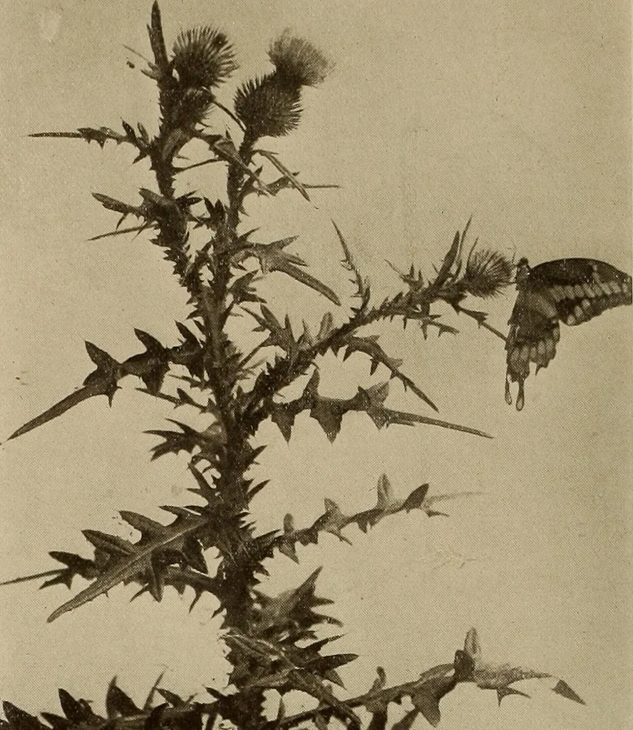 An illustration from Keramic studio, 1899, leaf 359