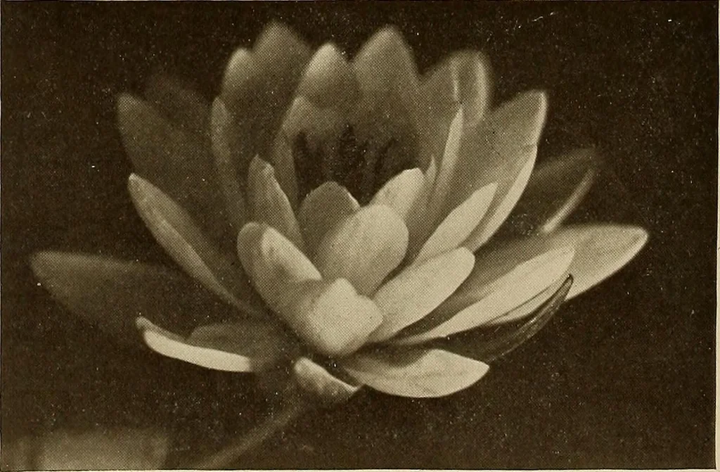 An illustration from Keramic studio, 1899, leaf 359