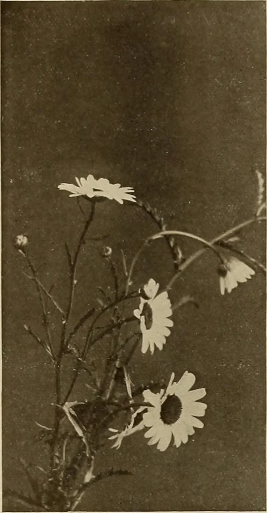 An illustration from Keramic studio, 1899, leaf 360