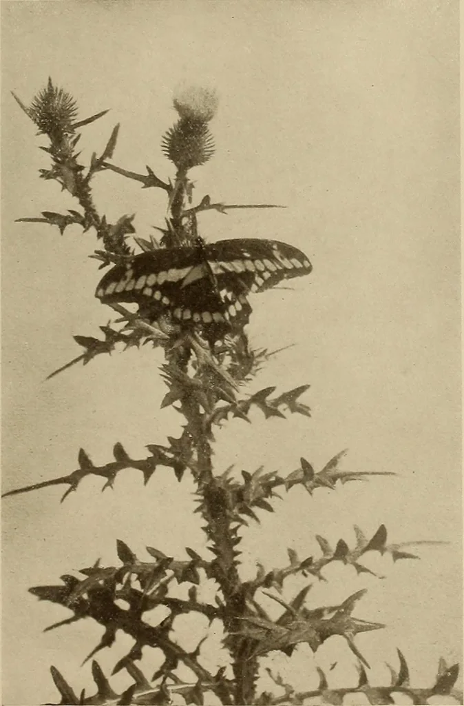 An illustration from Keramic studio, 1899, leaf 360