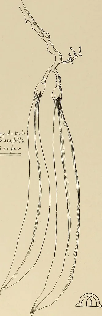 An illustration from Keramic studio, 1899, leaf 371
