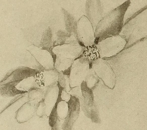 An illustration from Keramic studio, 1899, leaf 393