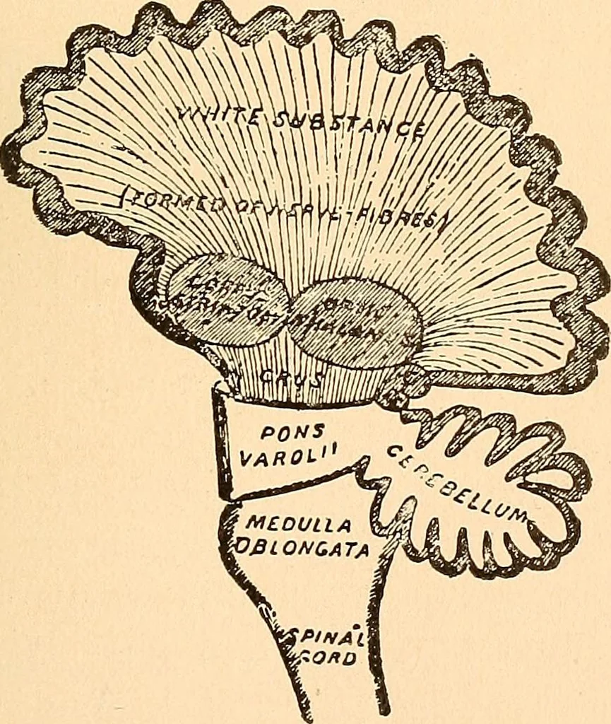 An illustration from Key to phrenology, 1890, leaf 22