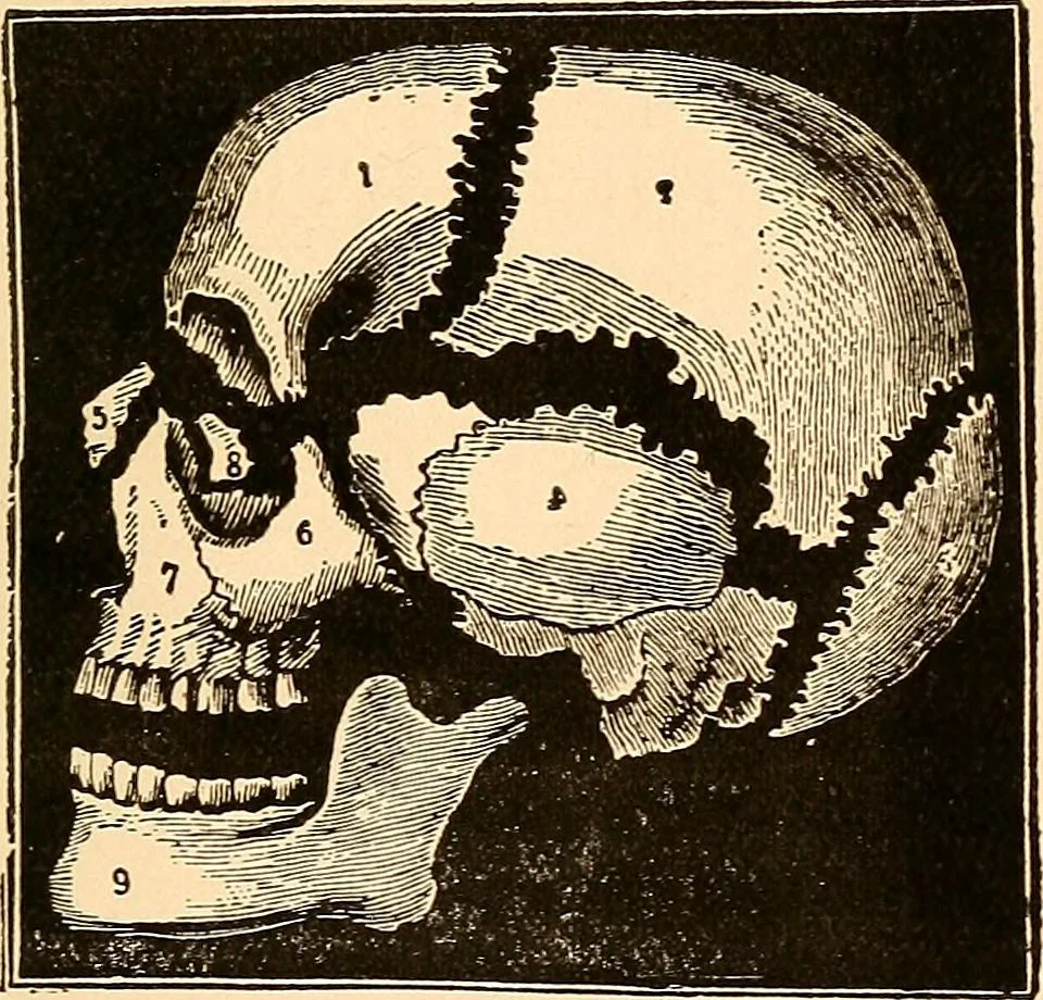 An illustration from Key to phrenology, 1890, leaf 26