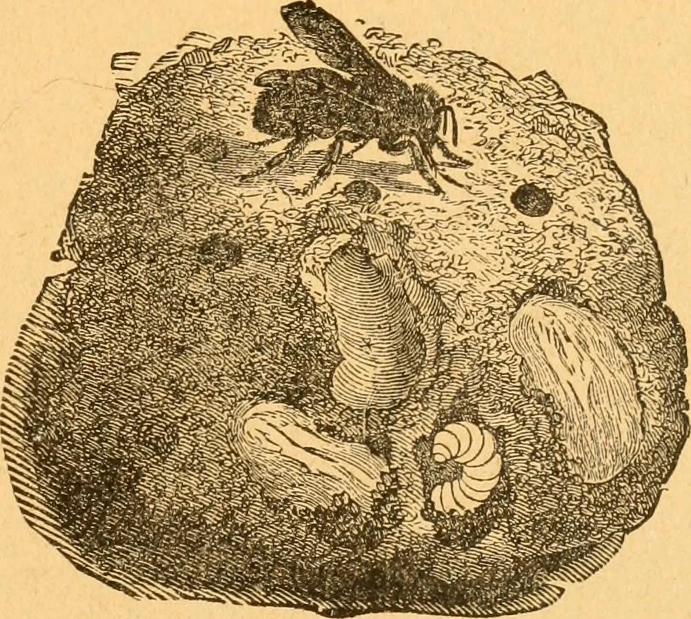 An illustration from The kindergarten;, 1891, leaf 100