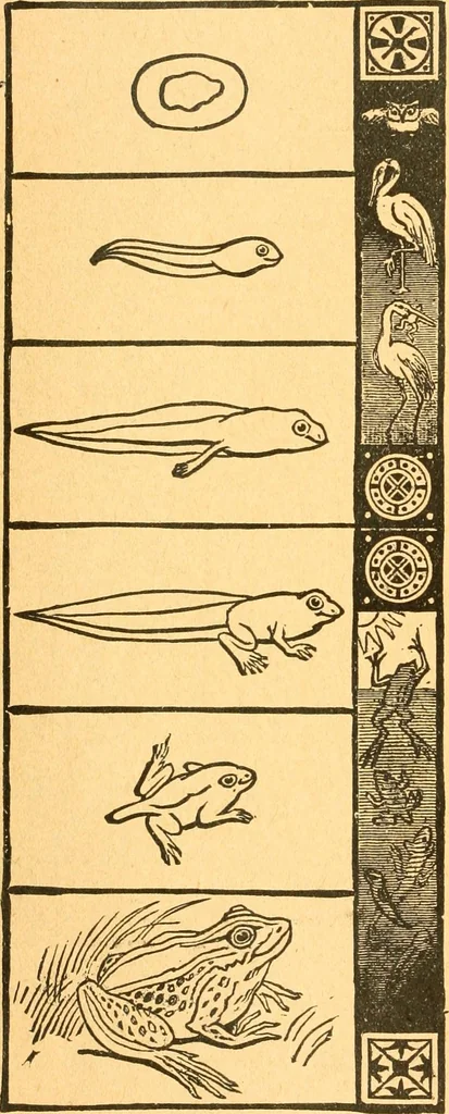 An illustration from The kindergarten;, 1891, leaf 47