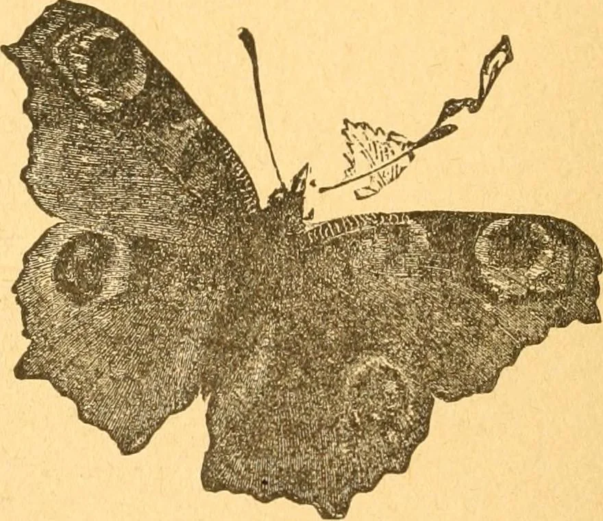 An illustration from The kindergarten;, 1891, leaf 87