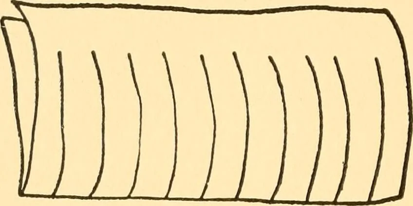 An illustration from Kindergarten at home; a kindergarten course for the individual child at home, 1911, leaf 135