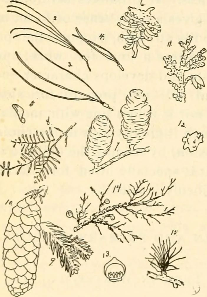 An illustration from The Kindergarten magazine, 1891, leaf 279