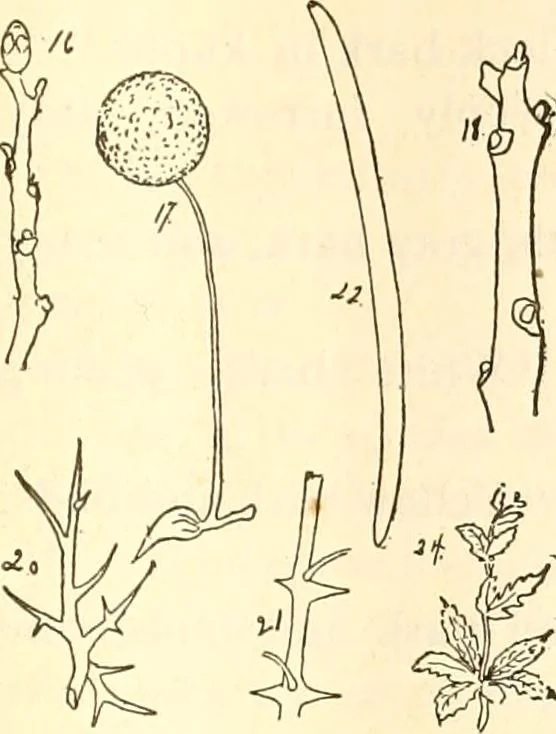 An illustration from The Kindergarten magazine, 1891, leaf 280